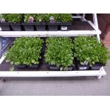 3 small trays of Lobelia