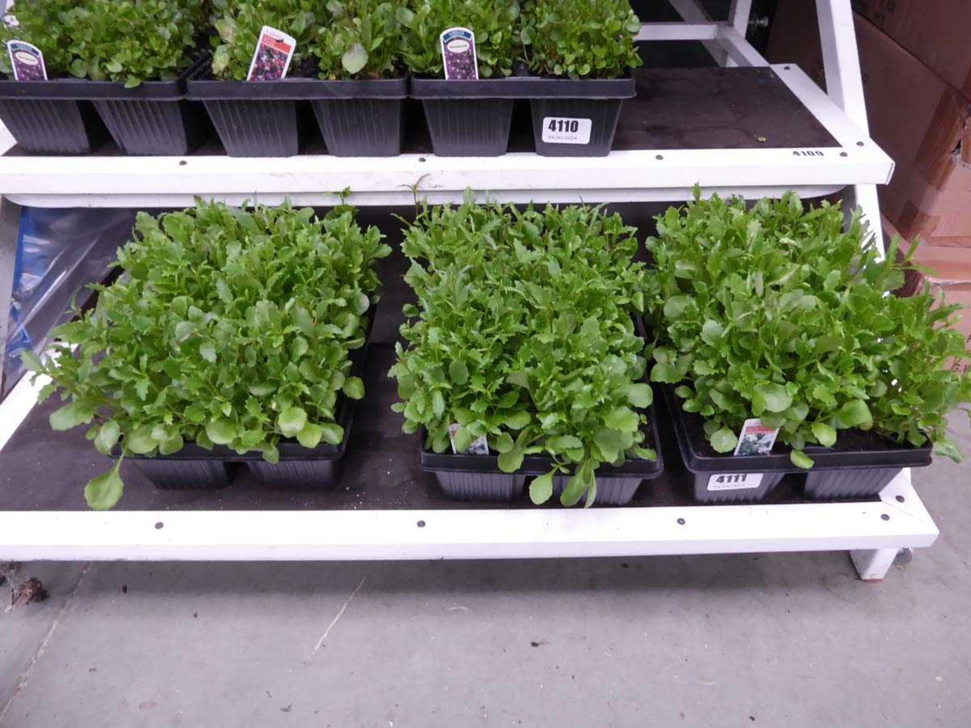 3 small trays of Lobelia