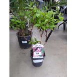 +VAT Potted Deutzia