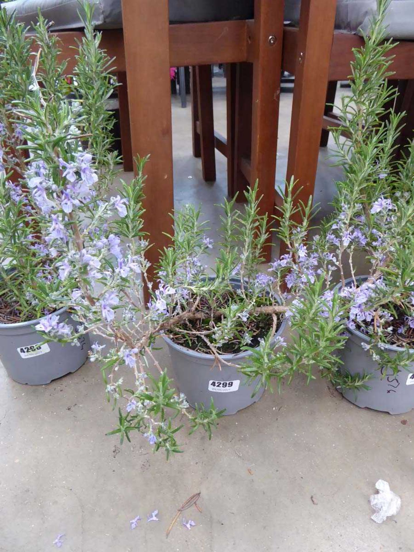 Potted Rosemary plant