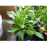 Potted Leucanthemum plant