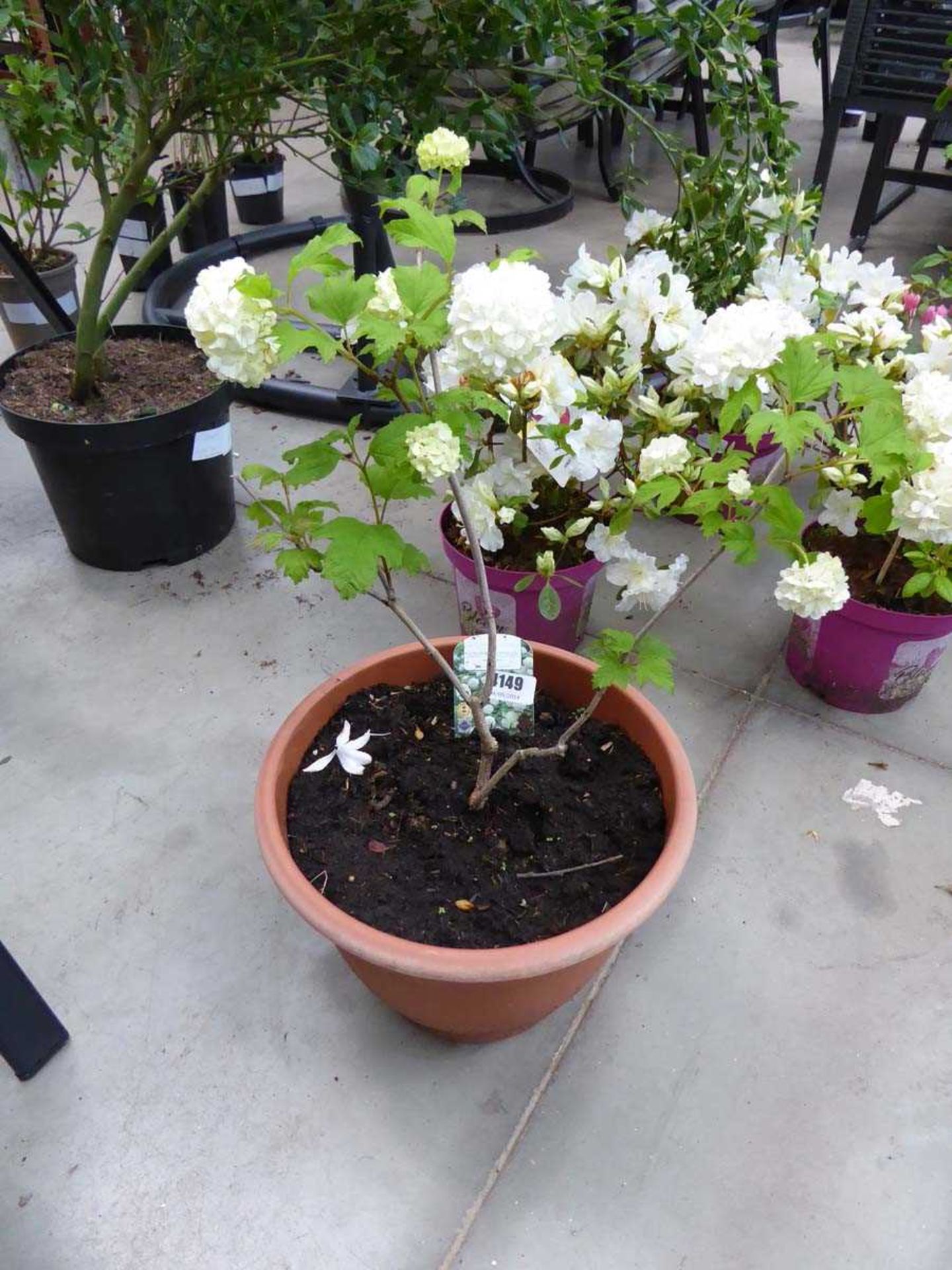 Potted Viburnum plant