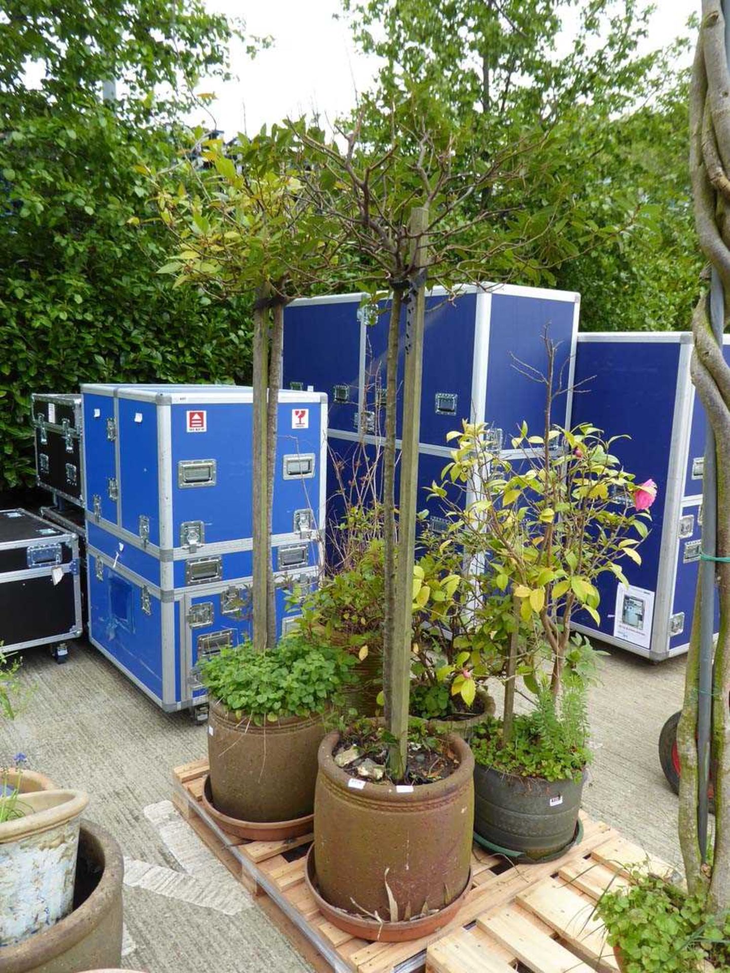 Pair of standard bay trees in pots