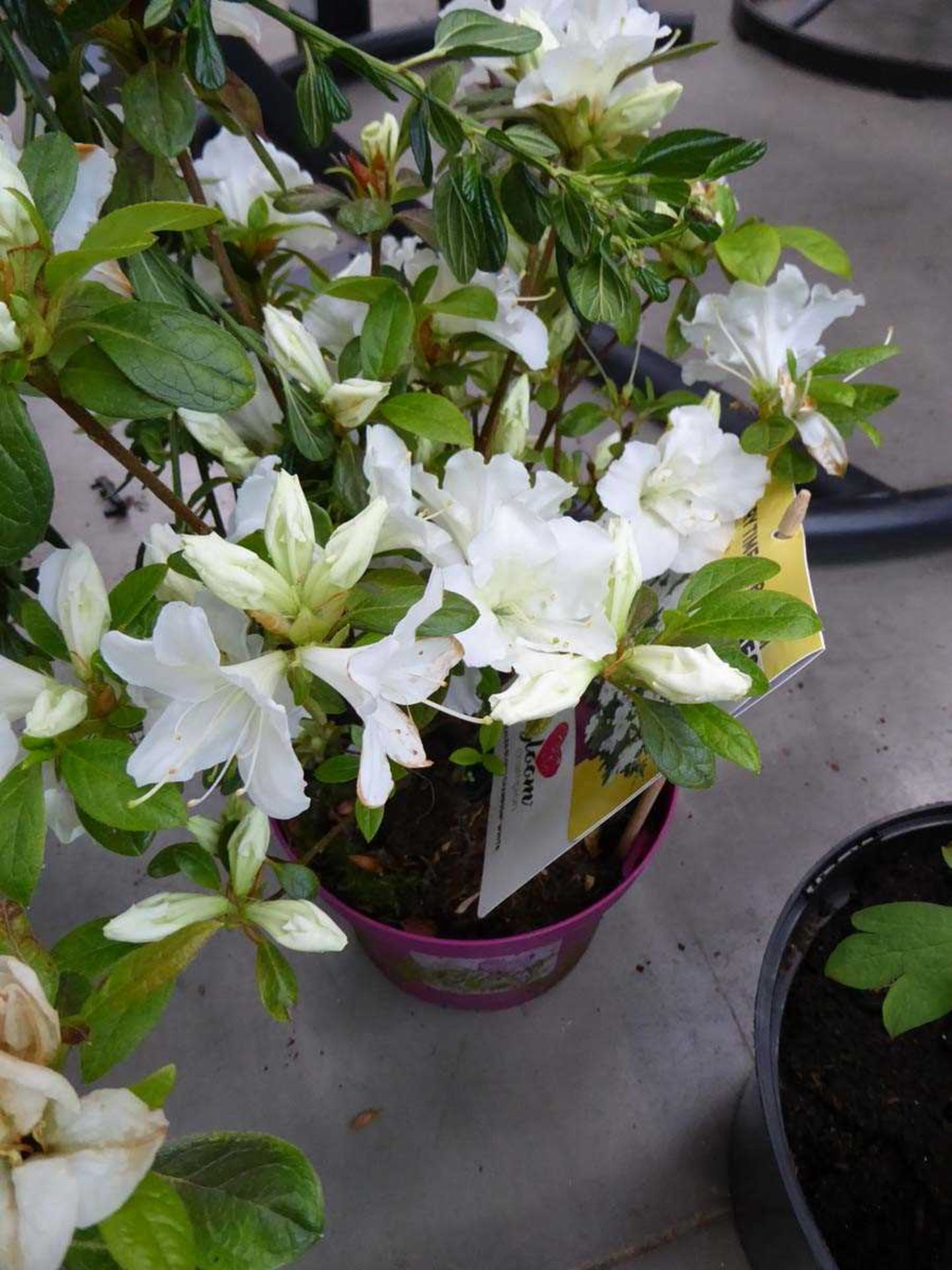 Potted Azalea