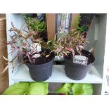 2 x potted Trachelospermum plants