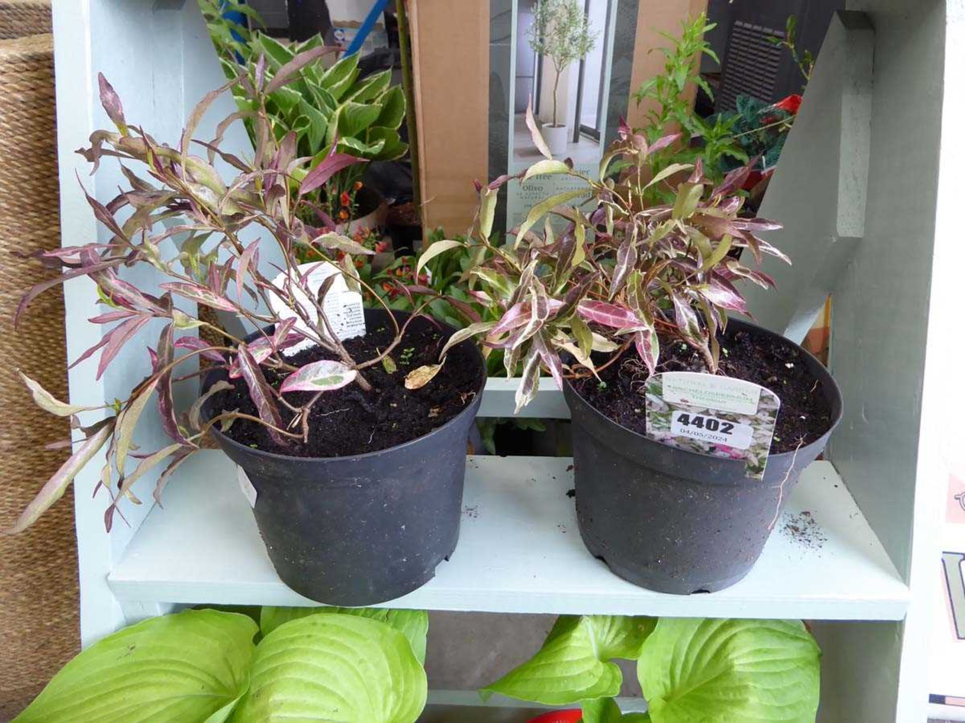 2 x potted Trachelospermum plants