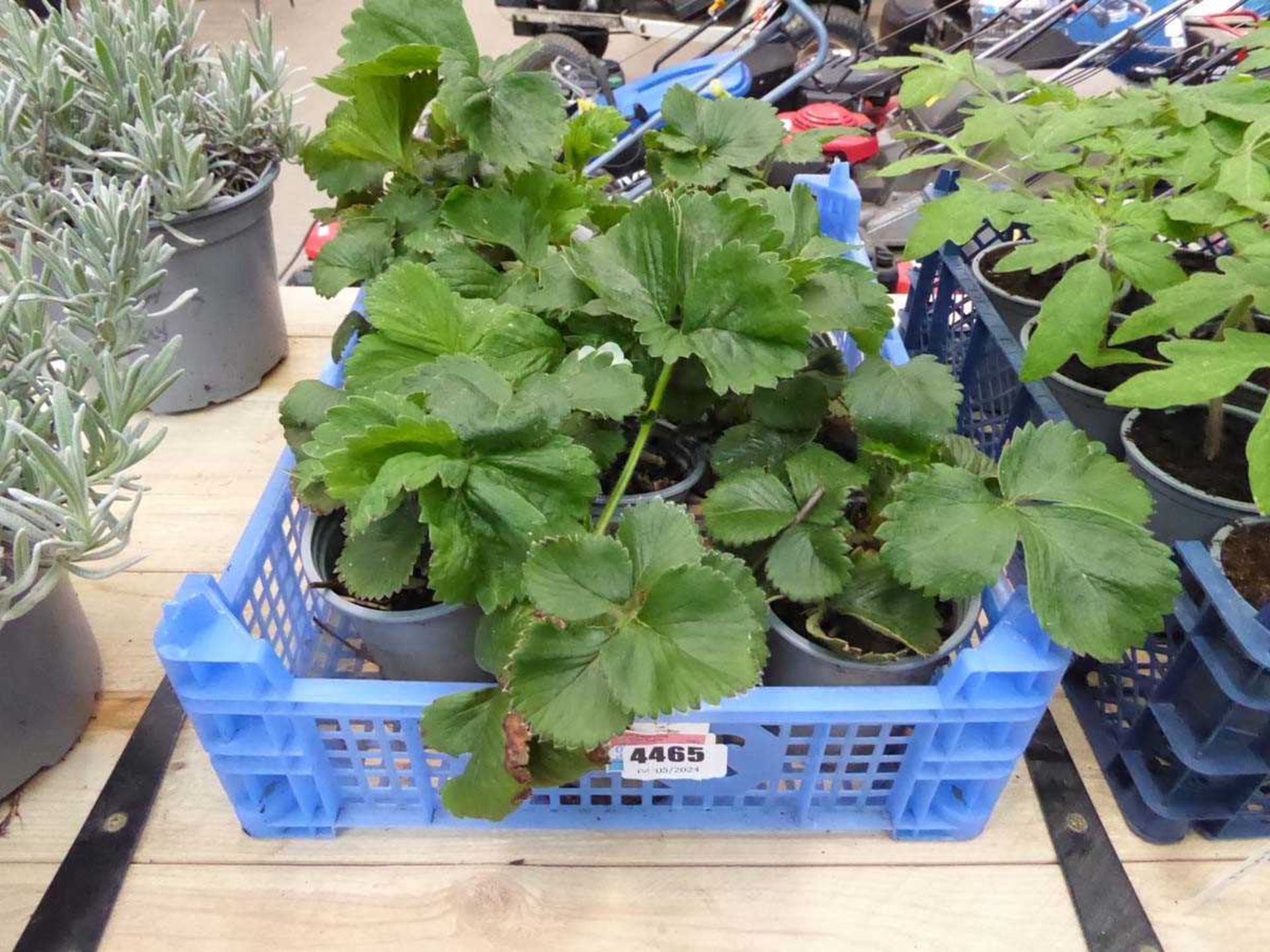 Tray of strawberry plants