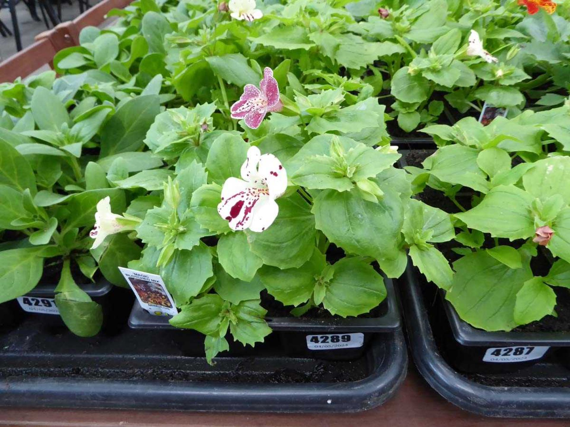 Tray of Mimulus plants