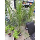 +VAT Potted large Phoenix palm