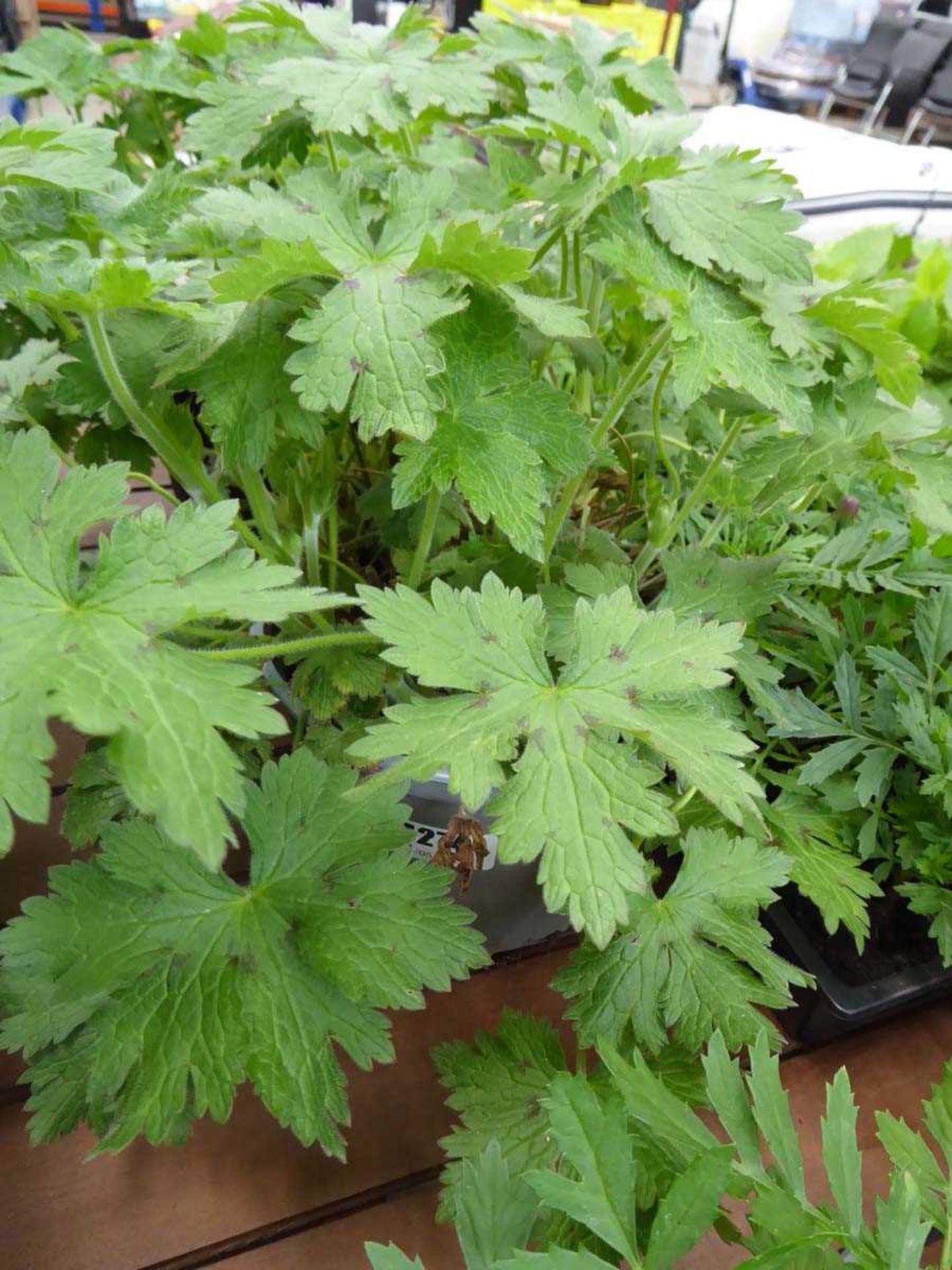 Potted Geranium