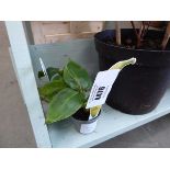 +VAT 2 x very small banana plants