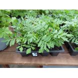 Tray of Marigolds