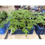 Tray of Moneymaker tomato plants