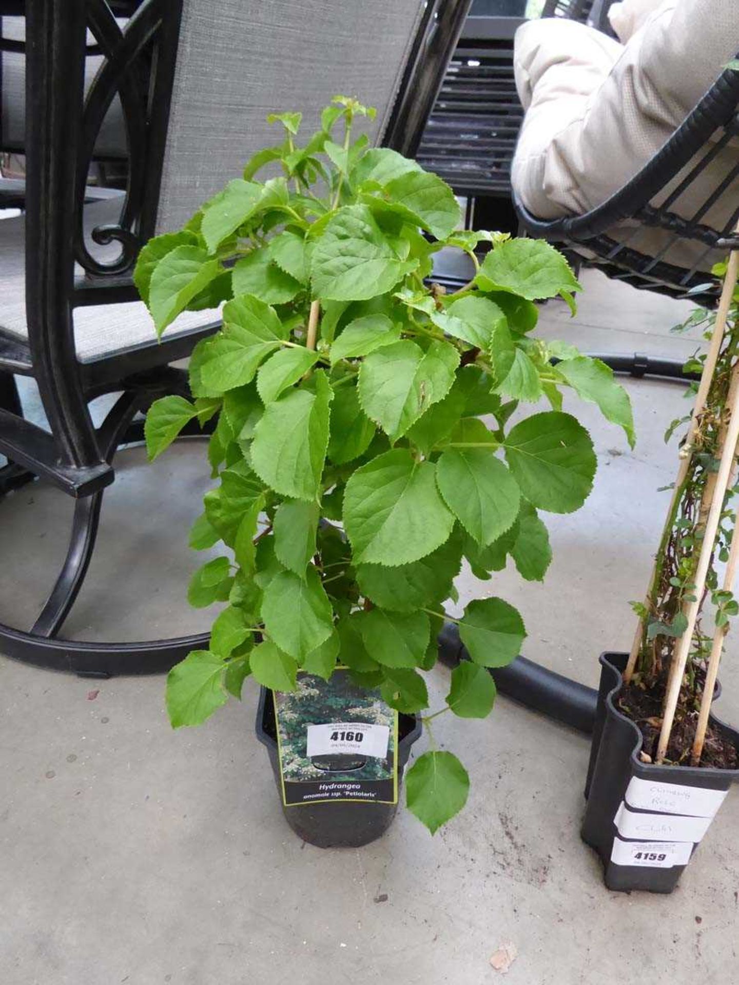 +VAT Climbing Hydrangea