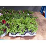 Tray of Surfina plants