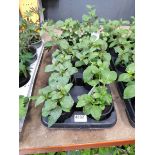 Tray of assorted plants including Calendula, Lupins, Delphinia, etc