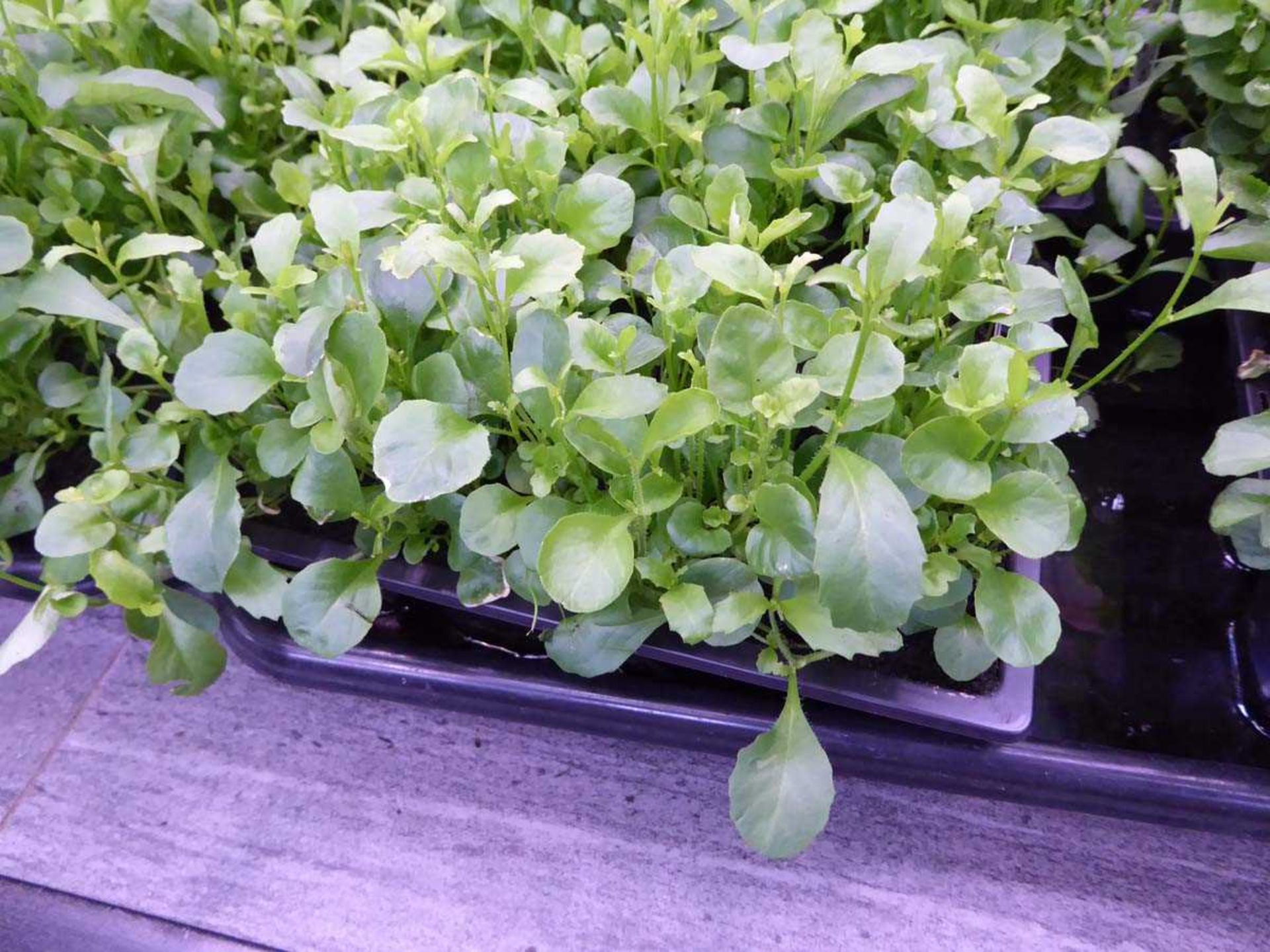 Tray of Lobelia