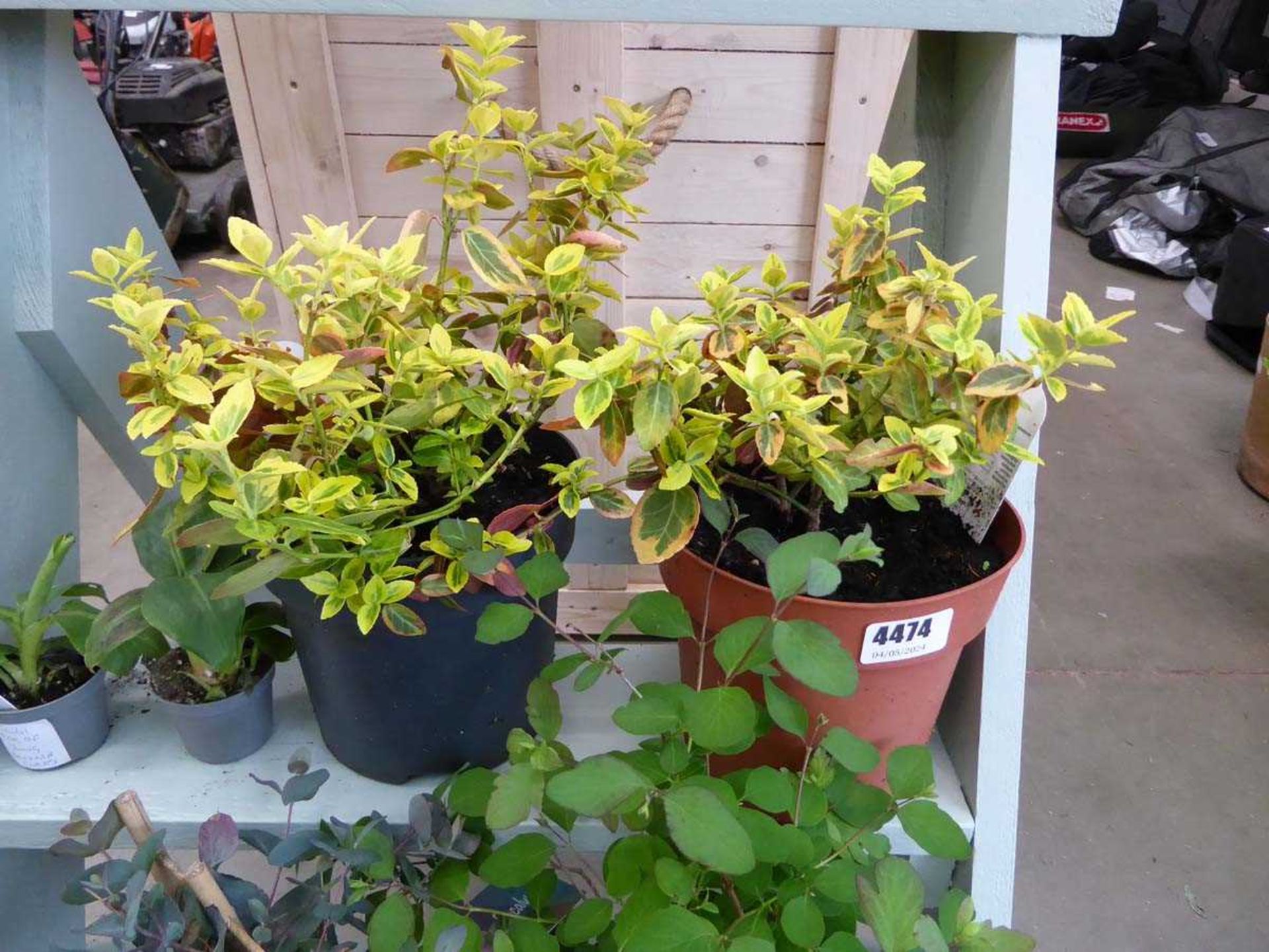 2 x potted Euonymus plants