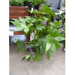 +VAT Potted Fatsia