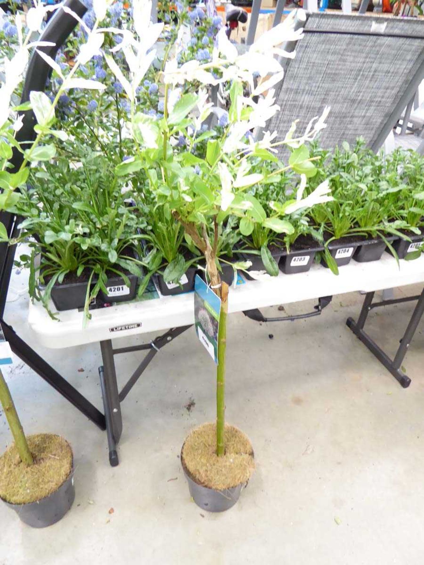 +VAT Small standard Salix plant