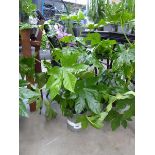 +VAT Potted Fatsia