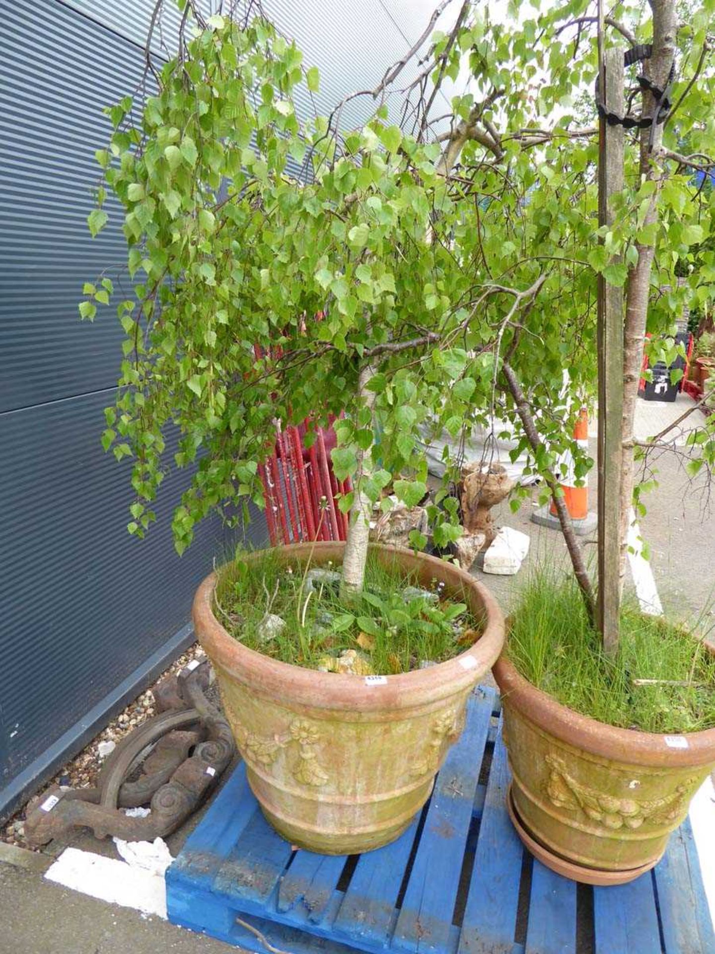Large potted silver birch
