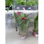 +VAT Red Calla Lily