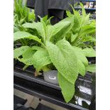 Potted Foxglove