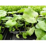 Tray of Geraniums