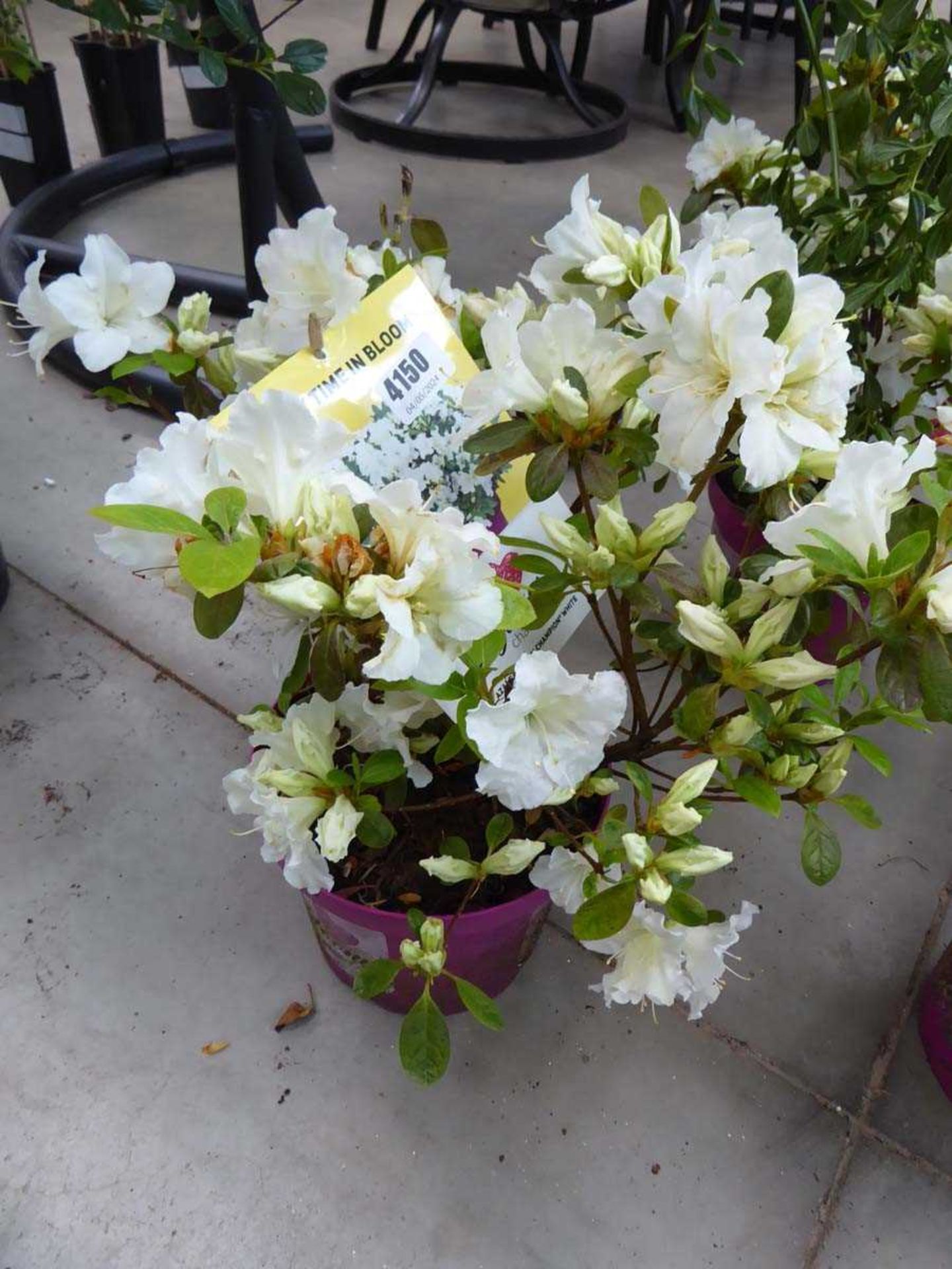 Potted Azalea