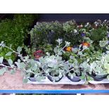 Tray of plants including Brazen Felica, Lobelia and others