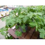 Potted Geranium