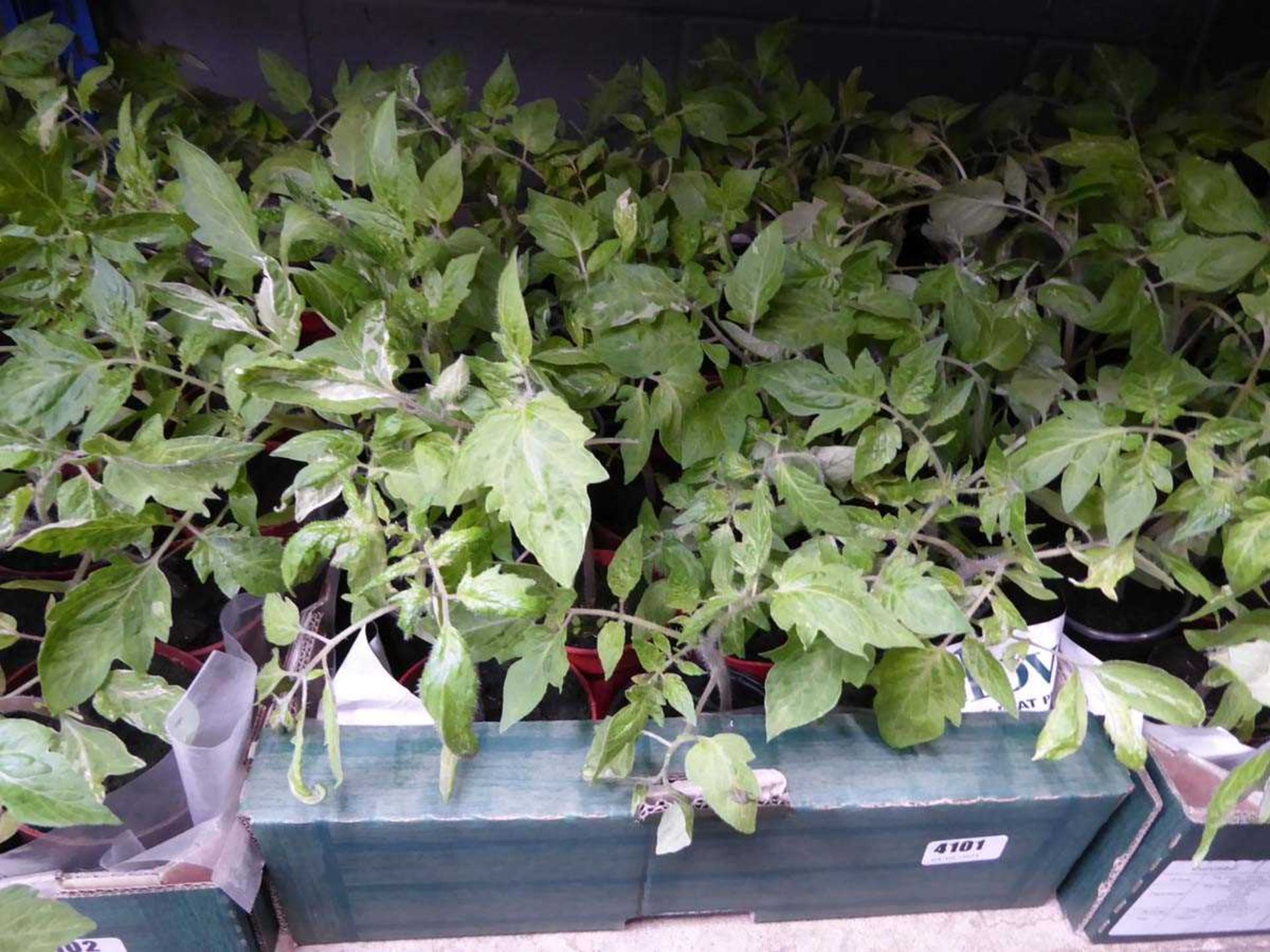 Tray of tomato plants