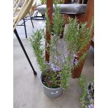 Potted Rosemary plant