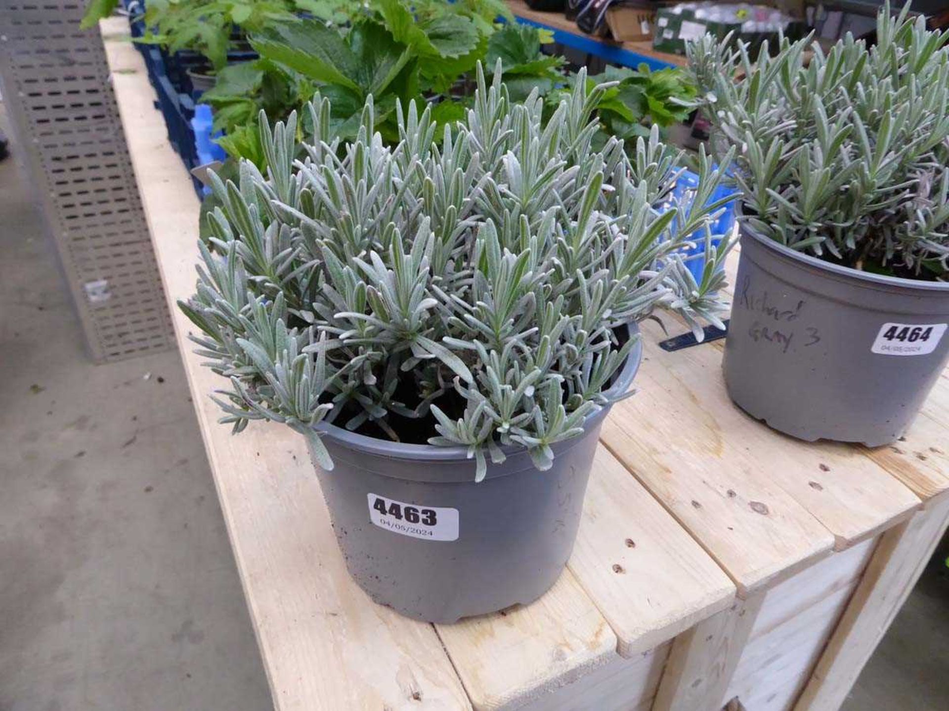 Potted Lavender