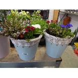 Pair of metal tubs of mixed plants