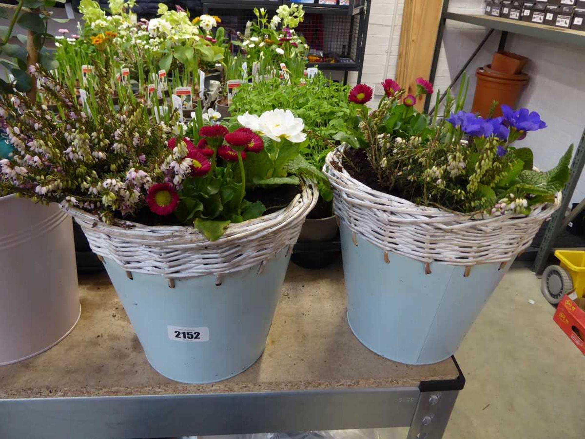 Pair of metal tubs of mixed plants