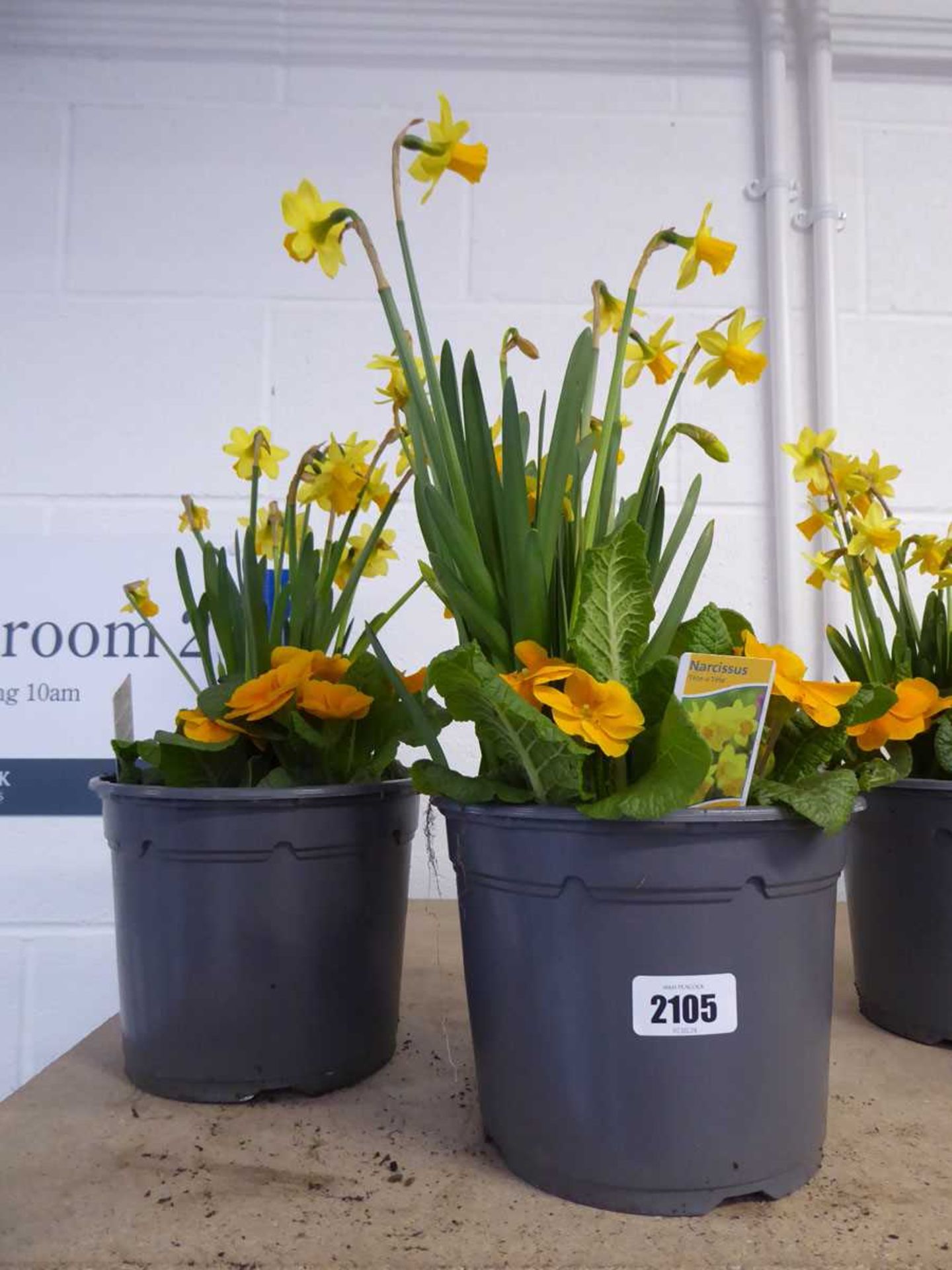 Pair of narcissus and primula planters
