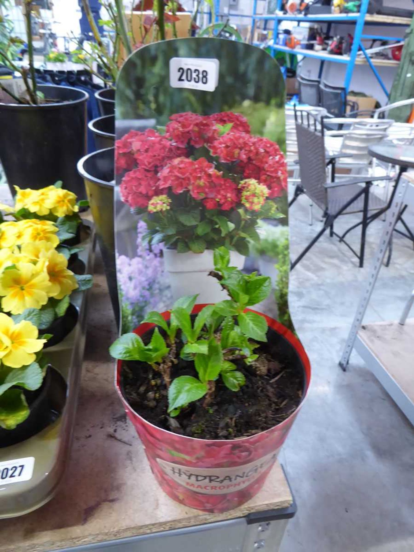 Potted Macrophylla hydrangea