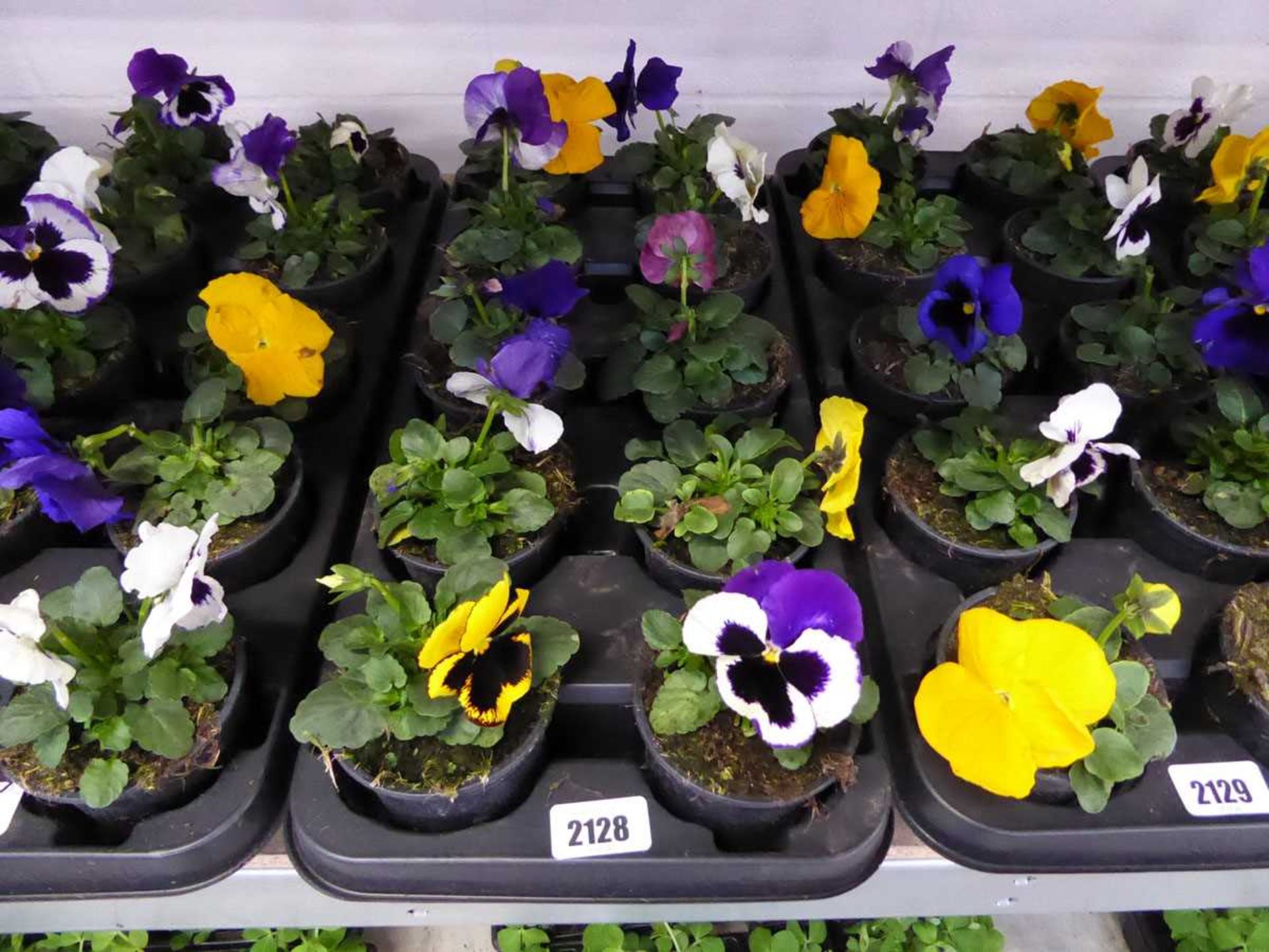 Tray containing 10 pots of pansies