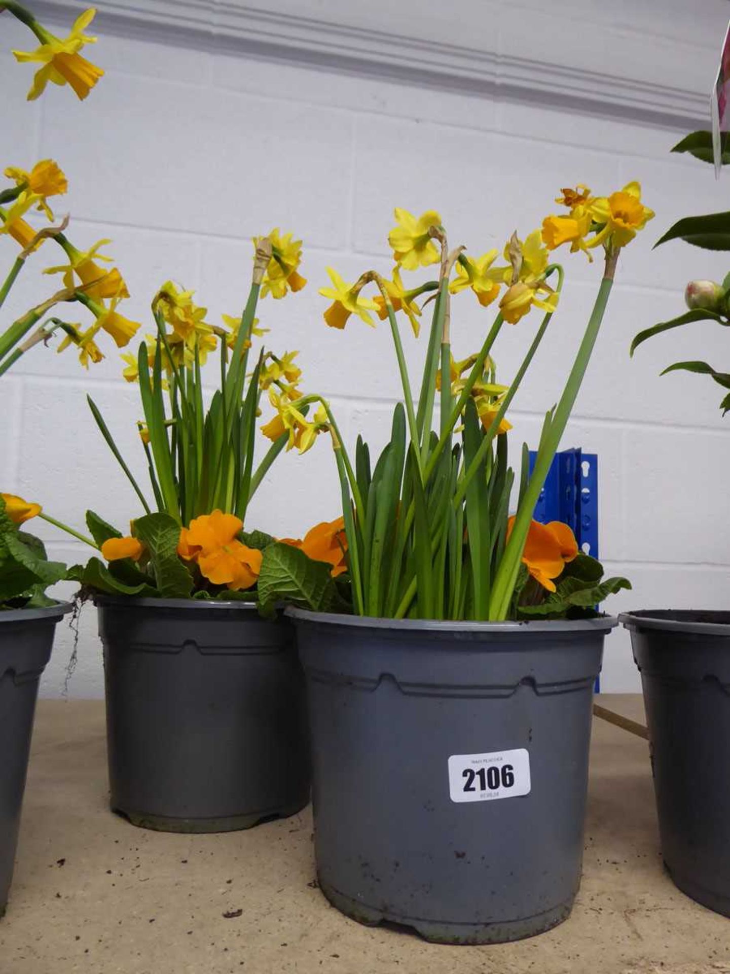 Pair of narcissus and primula planters