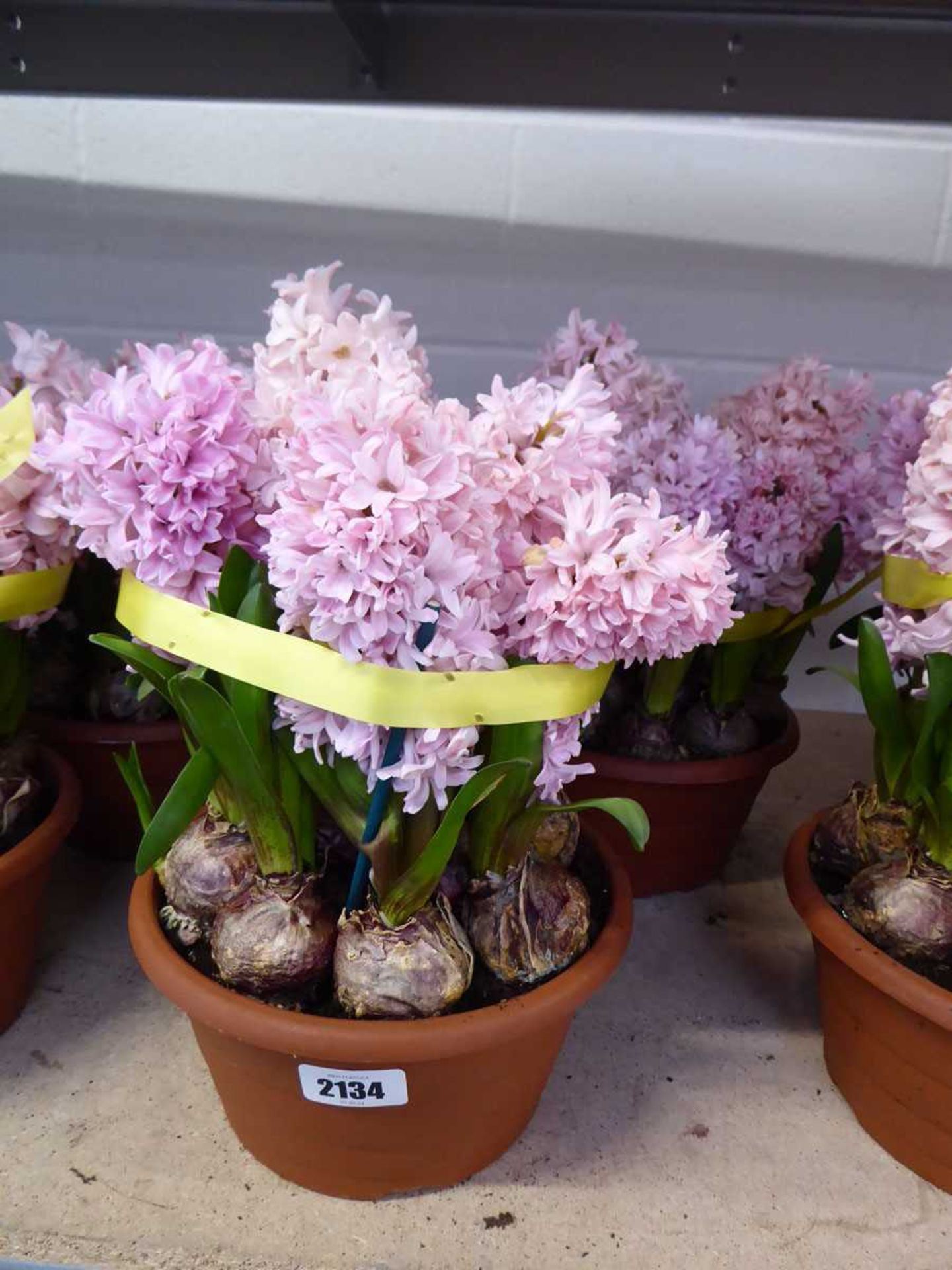 2 pots of pink hyacinths