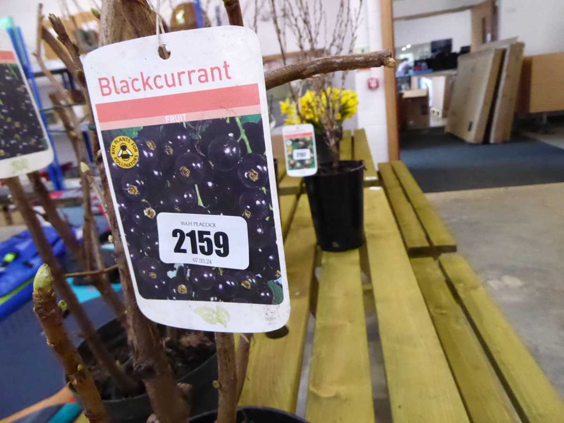 3 blackcurrant bushes - Image 2 of 2