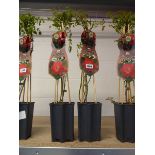 Pair of potted Red Queen Rosa climbing roses