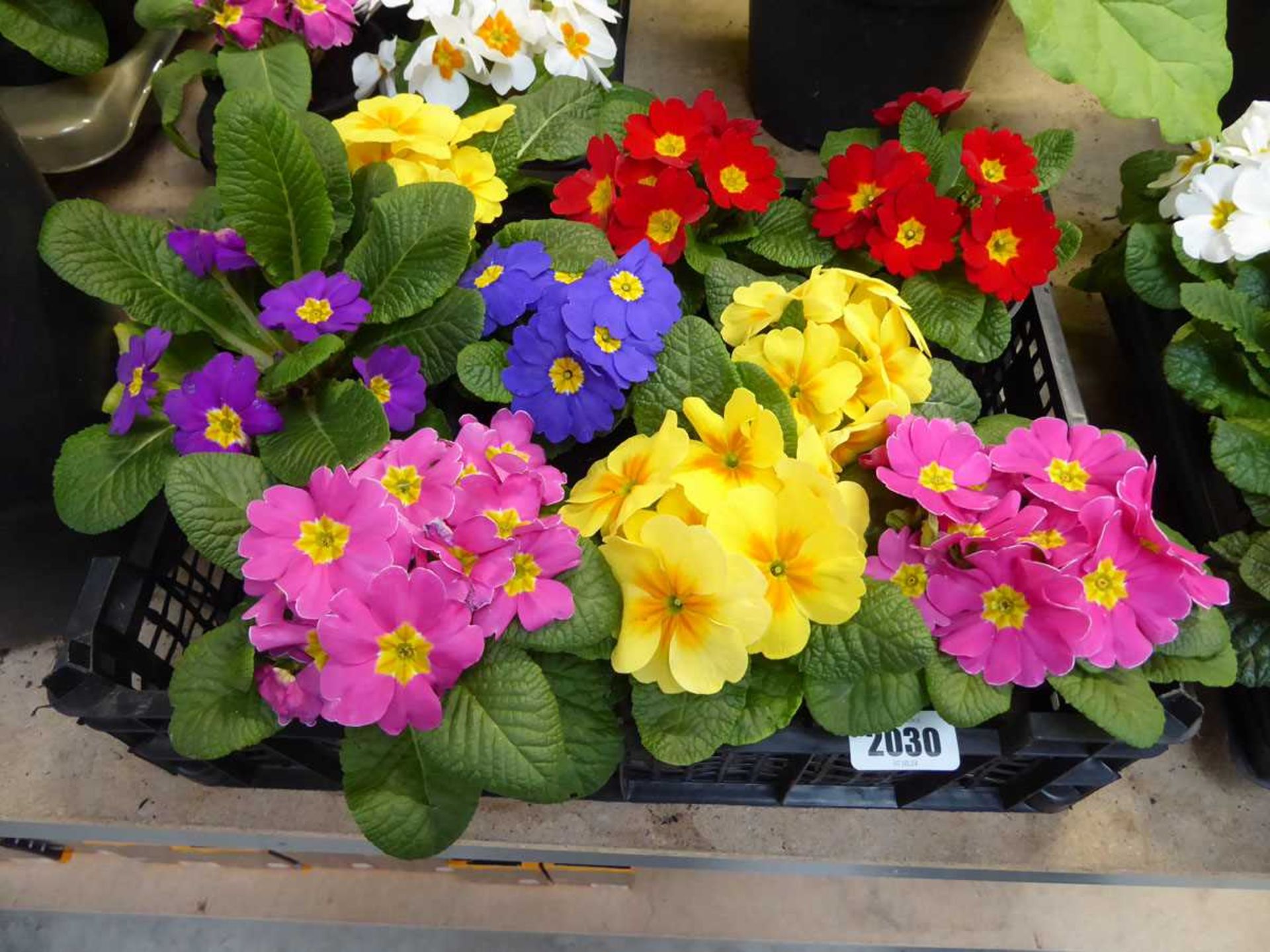 Tray containing 8 pots of primroses