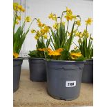 Pair of narcissus and primula planters