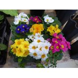 Tray containing 8 pots of primroses