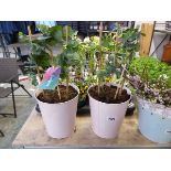 Pair of potted Blooming Dreams eucalyptus plants