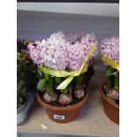 2 pots of pink hyacinths