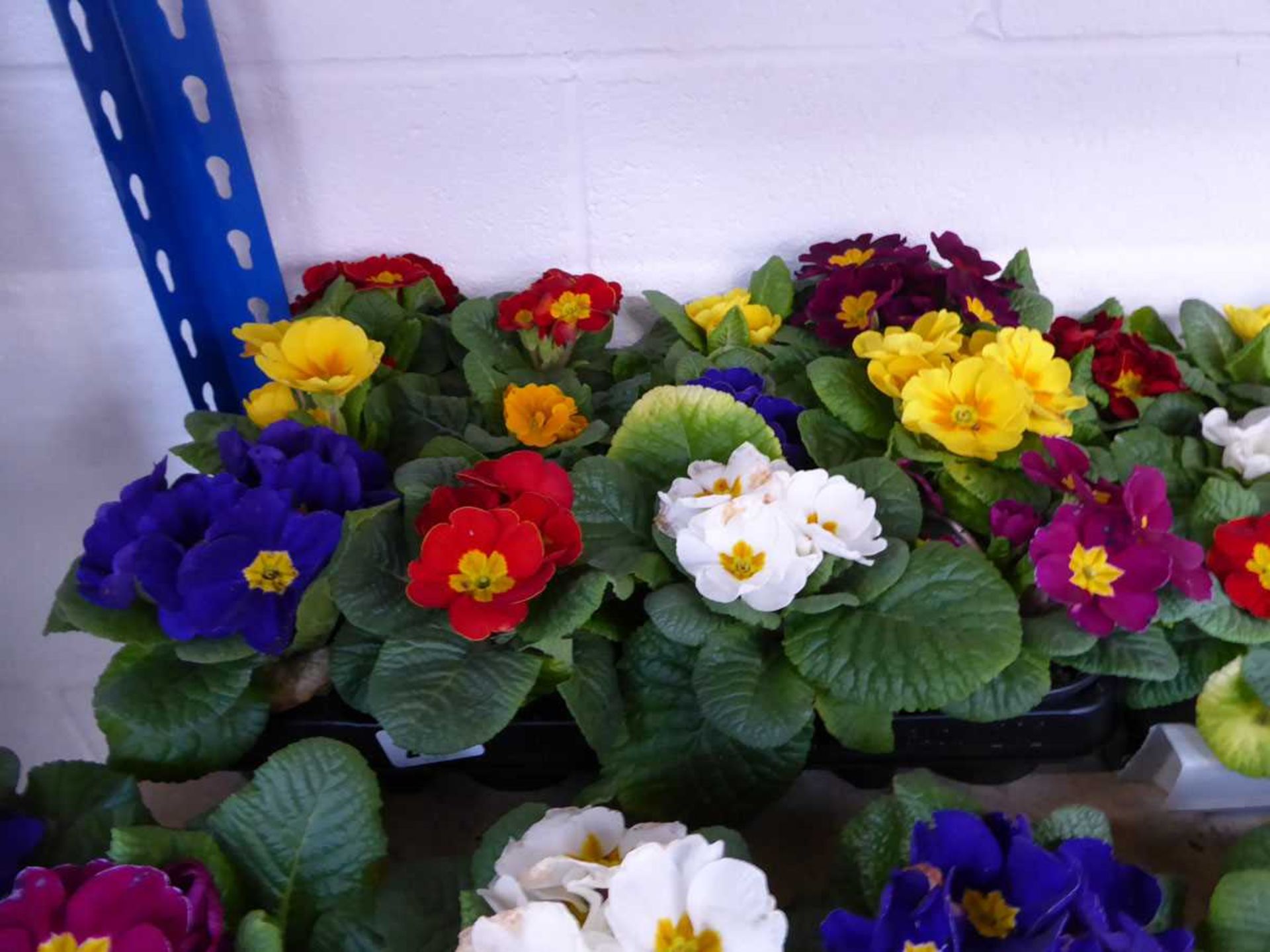 Tray containing 12 pots of primulas